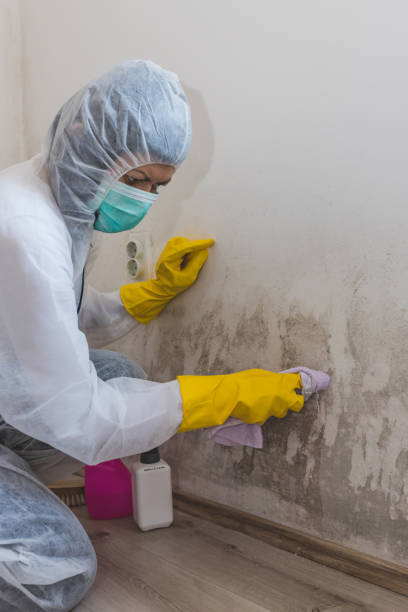 Best Attic Mold Removal  in Pinewood Estates, TX